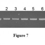 Figure 7: Detection of A27L mRNA by RT PCR in total RNA samples extracted from transgenic tobacco plants.