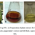 Figure 1: Biosynthesis of Ag-NPs. A) Preparation of plant extract. B) Color change after 1h. C) Controls: right flask, peppermint’s extract and left flask, aqueous solution of Ag-NPs.