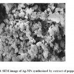 Figure 4: SEM image of Ag-NPs synthesized by extract of peppermint.