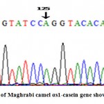 Figure 5: The sequence analysis of Maghrabi camel αs1-casein gene showed A nucleotide at position 125