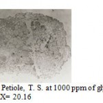Figure 10: Petiole, T. S. at 1000 ppm of glyphosate. X= 20.16.