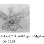 Figure 11: Leaf, T. S. at 400 ppm of glyphosate. X= 20.16.