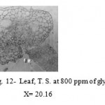Figure 12: Leaf, T. S. at 800 ppm of glyphosate. X= 20.16 