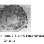Figure 5: Stem, T. S. at 400 ppm of glyphosate. X= 20.16.