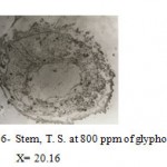 Figure 6: Stem, T. S. at 800 ppm of glyphosate. X= 20.16.