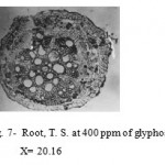Figure 7- Root, T. S. at 400 ppm of glyphosate. X= 20.16.