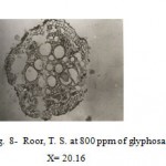 Figure 8: Roor, T. S. at 800 ppm of glyphosate. X= 20.16.