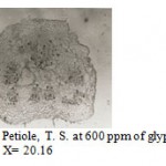 Figure 9: Petiole, T. S. at 600 ppm of glyphosate. X= 20.16.