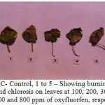 Figure 2: C- Control, 1 to 5 – Showing burning effect and chlorosis on leaves at 100, 200, 300, 400. 600 and 800 ppm of oxyfluorfen, respectively.