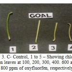 Figure 3: C- Control, 1 to 5 – Showing chlorosis on leaves at 100, 200, 300, 400. 600 and 800 ppm of oxyfluorfen, respectively.
