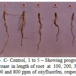 Figure 4: C- Control, 1 to 5 – Showing progressive decrease in length of root at 100, 200, 300, 400. 600 and 800 ppm of oxyfluorfen, respectively.