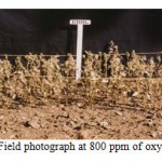 Figure 5: Field photograph at 800 ppm of oxyfluorfen.