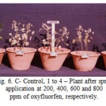 Figure 6: C- Control, 1 to 4 – Plant after spray application at 200, 400, 600 and 800 ppm of oxyfluorfen, respectively.