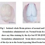 Figure 1: Isolated whole Brain picture of normal and ST 80 formulation administered rat. Normal brain do not show any blue staining by the dye but ST 80 (EST 80) formulation administered brain shows extravasation of the dye in to the brain bypassing blood brain barrier).