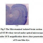 Figure 3: The Microtomized isolated brain section of ST 80 when viewed under optical microscope under 10 X magnification shows clear penetration of Evans blue dye.