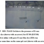 Figure 5: SDS PAGE Gel shows the presence of Evans blue dye (shown with an arrow) for ST 80 (EST 80) which is inline with pure Evans blue dye (ED) run at the same time on the same gel cast (shown with an arrow).