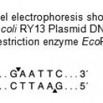 Figure 1: Agarose gel electrophoresis shows DNA fragment (Lane 1 – 5) of E.coli RY13 Plasmid DNA digested by the restriction enzyme EcoRI.