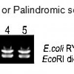 Figure 3: Six cutters or Palindromic sequence