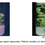 Figure 1: Showing explant regeneration; Withania somnifera (a) shoot induction (b) root induction.