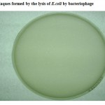 Figure 1: Plaques formed by the lysis of E.coli by bacteriophage.