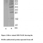 Figure 1: Silver stained SDS PAGE showing the 84 kDa antibacterial protien seperated from cell free supernatent of Lysinibacillus sphaericus.Lane A-antibacterial protien and Lane B-Molecular weight marker.
