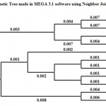 Figure 3: Phylogenetic Tree made in MEGA 3.1 software using Neighbor Joining method.