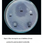 Figure 1: Plate showing the zone of inhibition (24 mm) produced by point inoculated Lysinibacillus sphaericus (M5) against MRSA.
