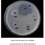 Figure 2: Plate showing the zone of inhibition (24 mm) produced by the cell free supernatent of Lysinibacillus sphaericus (M5) against MRSA