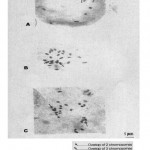Plate 2: Mitotic metaphase chromosomes of T. occidentalisshowing aneuploidy (2n=22+1) in three cells A, B and C.
