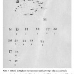 Plate 3: Mitotic metaphase chromosomes and karyotype of T. occidentalis showing metacentric (M), submetacentric (SM), subtelocentric (ST) and telocentric chromosomes.