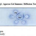 Figure 1: Agarose Gel Immuno Diffusion Test (AGID).