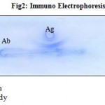 Figure 2: Immuno Electrophoresis (IE).