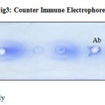 Figure 3: Counter Immune Electrophoresis (CIE).