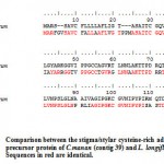 Figure 1: Comparison between the stigma/stylar cysteine-rich adhesin precursor protein of C.manan (contig 39) and L. longiflorum. Sequences in red are identical.