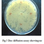 Figure 5: Disc diffusion assay showing no inhibition of growth of C.albicans.