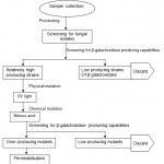 Figure 2: Flow diagram for the production of Galacto-oligosaccharides.