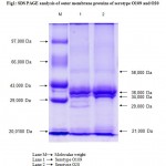 Figure 1: SDS PAGE analysis of outer membrane proteins of serotype O109 and O20.