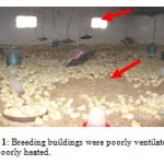 Plate 1: Breeding buildings were poorly ventilated and poorly heated.