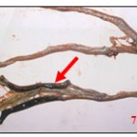 Plate 7: Deformation of coecum due to E.tenella.