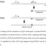 Figure 1. Strategy used for construction of sup45 mutant genes. A: primer PFSUP45, B: primer PRSUP45, M: Primer PT295A or PT295S. PCR I, amplifying DNA fragment using PT295A or PT295S and PRSUP45 primers, which were used as mega primers. PCR II, amplified the whole SUP45 gene fragment using PFSUP45 and the mega primer.