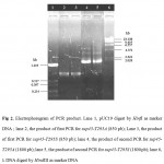 Figure 2: Electrophoregram of PCR product. Lane 1, pUC19 digest by HinfI as marker DNA ; lane 2, the product of first PCR for sup45-T295A (850 pb); Lane 3, the product of first PCR for sup45-T295S (850 pb); lane 4, the product of second PCR for sup45-T295A (1800 pb); lane 5, the product of second PCR for sup45-T295S (1800 pb); lane 6, l DNA digest by HindIII as marker DNA.