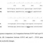 Figure 3: Sequence comparison. (A) Comparison between SUP45 and sup45-T295A gene, meanwhile, (B) Comparison between SUP45 and sup45 - T295S gene. Underline showed the nucleotide changes
