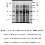 Figure 5: SDS-PAGE of crude extracts. Lanes 1 and 6, protein molecular markers; lane 2 and 3, crude extracts from sup45-T295A with and without IPTG induction; lane 4 and 5, crude extracts from sup45-T295S with and without IPTG induction.