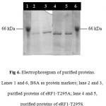 Figure 6: Electrophoregram of purified proteins. Lanes 1 and 6, BSA as protein markers; lane 2 and 3, purified proteins of eRF1-T295A; lane 4 and 5, purified proteins of eRF1-T295S.