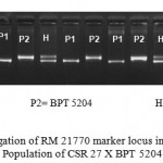Figure 3: Segregation of RM 21770 marker locus in F2.3 mapping Population of CSR 27 X BPT 5204.