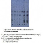 Figure 3: TLC studies of methanolic extracts of callus on MS medium.