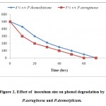 Figure 2: Effect of inoculum size on phenol degradation by P.aeruginosa and P.desmolyticum.