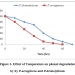 Figure 3: Effect of Temperature on phenol degradation by by P.aeruginosa and P.desmolyticum.