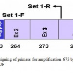 Figure 1: Designing of primers for amplification 673 bp of BF2 gene in RJF.
