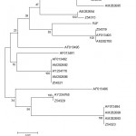 Figure 3: Phylogenetic tree based on amino acid variation in α1 and α2 domain between RJF and chicken B haplotypes. Values at nodes represent bootstrap replication scores (based on 100 resamplings).